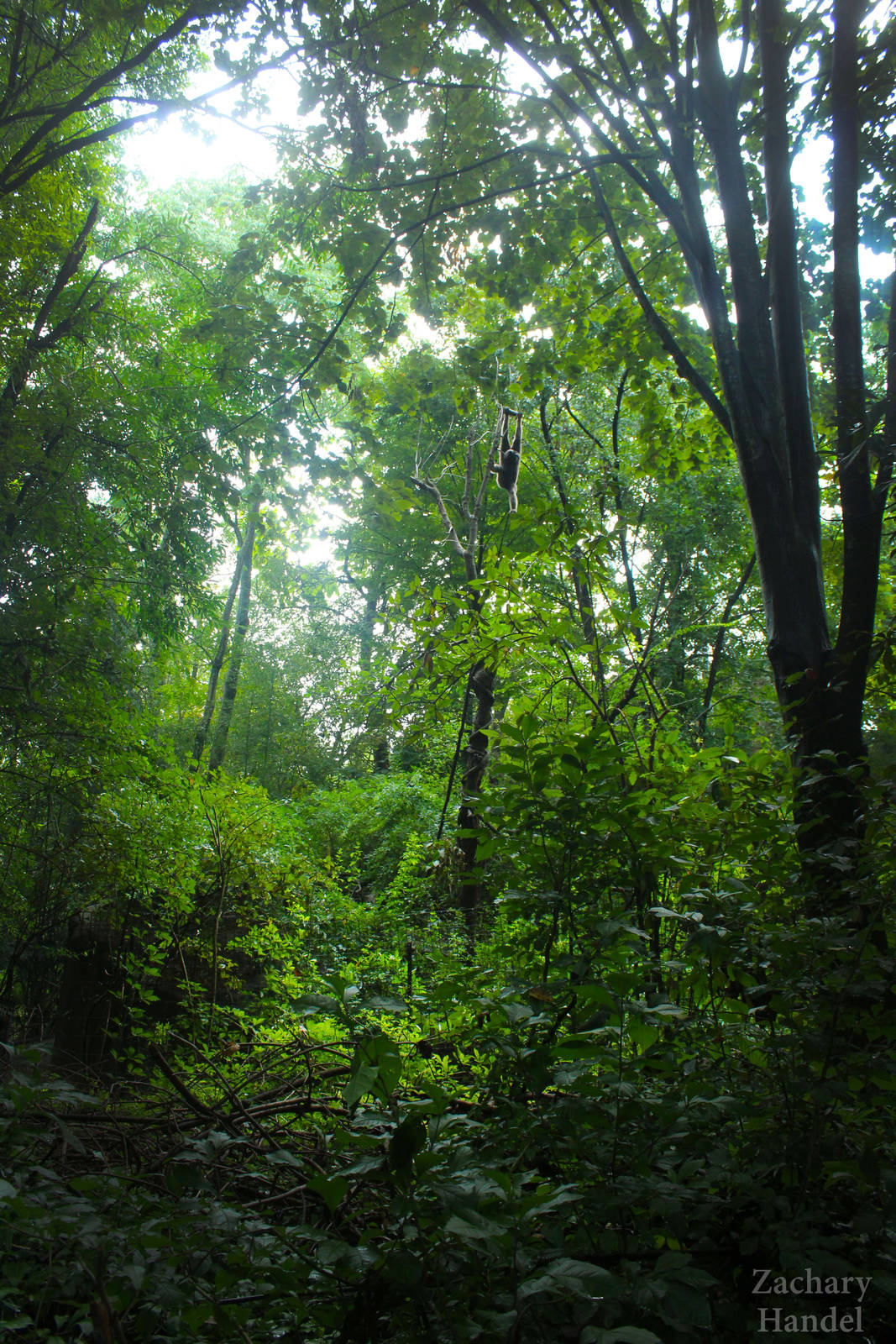 Sep. 2016 - Jungle Trails