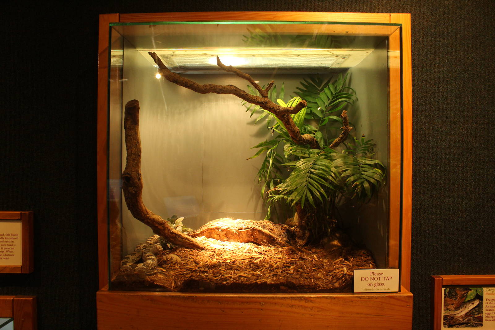 Sep. 2016 - Manatee Springs - Grey Rat Snake Exhibit