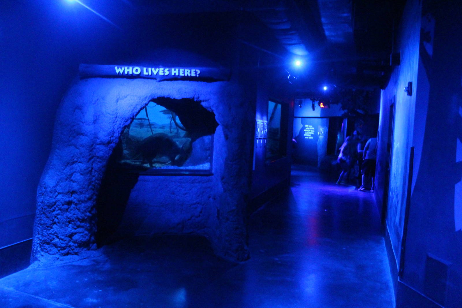 Sep. 2016 - Night Hunters - Aardvark + Other Species Den Viewing