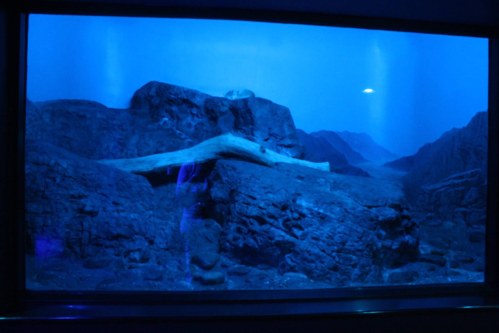 Sep. 2016 - Night Hunters - Arabian Sand Cat Exhibit