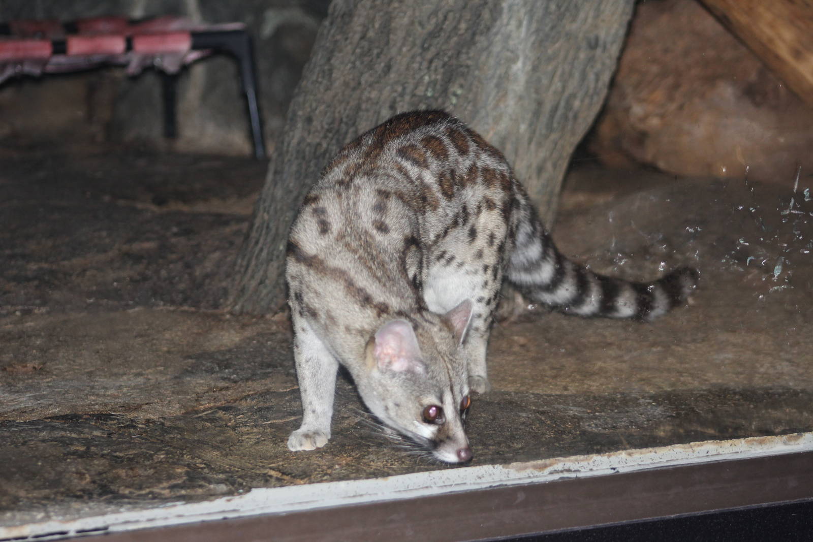 Sep. 2016 - Night Hunters - Large-spotted Genet