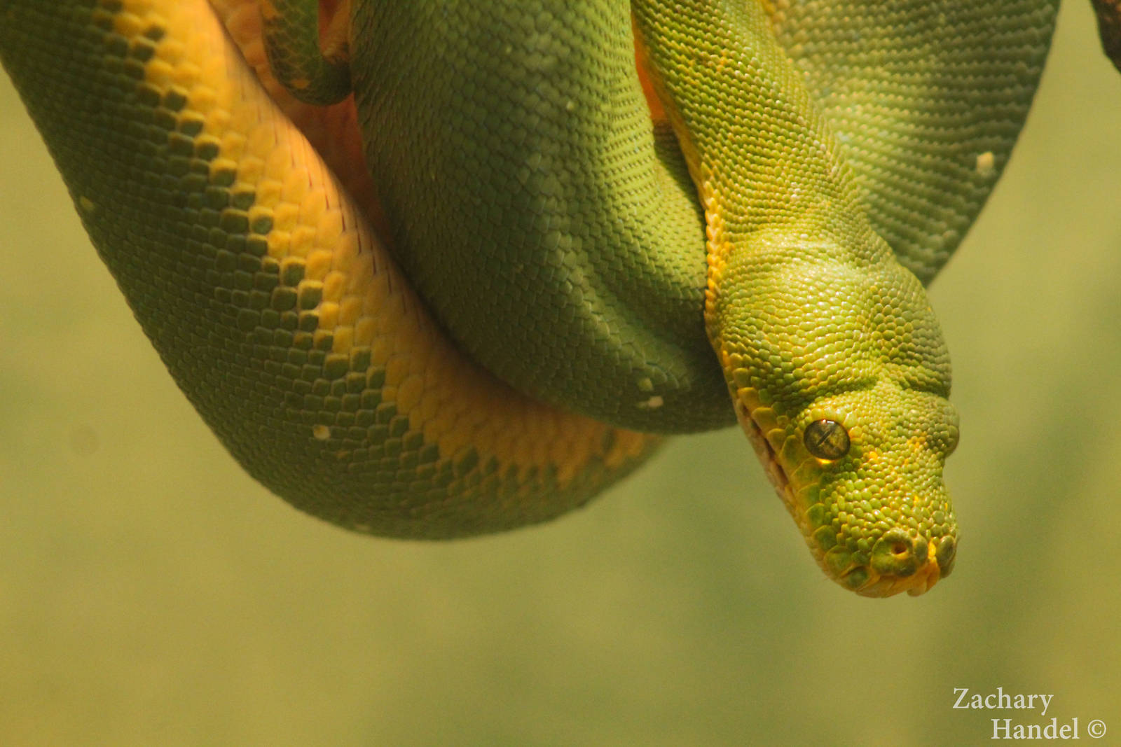 Sep. 2016 - Reptile House - Green Tree Python