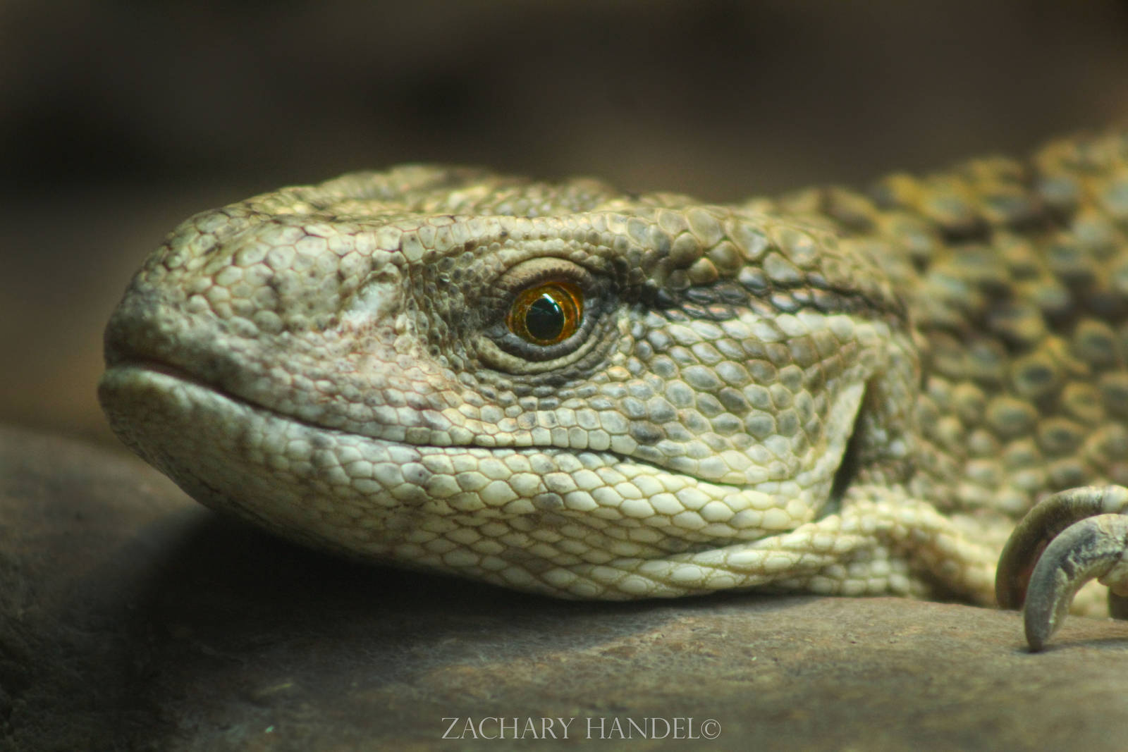 Sep. 2016 - Reptile House - Savannah Monitor