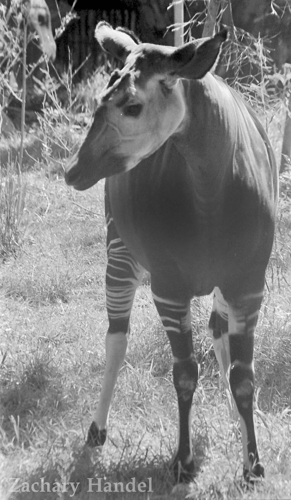 Sep. 2016 - Rhino Reserve - Okapi (Film)