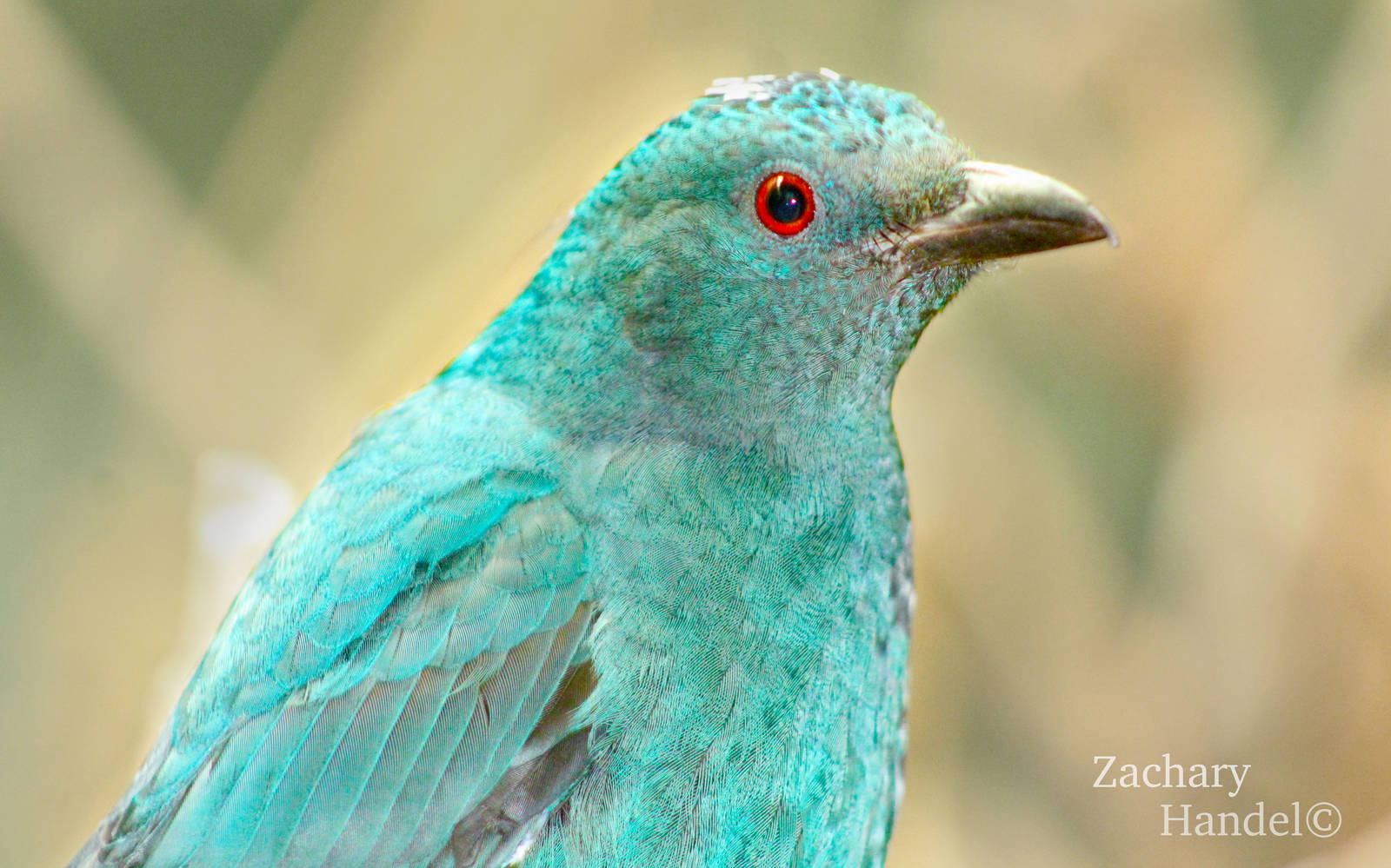 Sep. 2016 - Wings of the World - Asian Fairy Bluebird (Female)