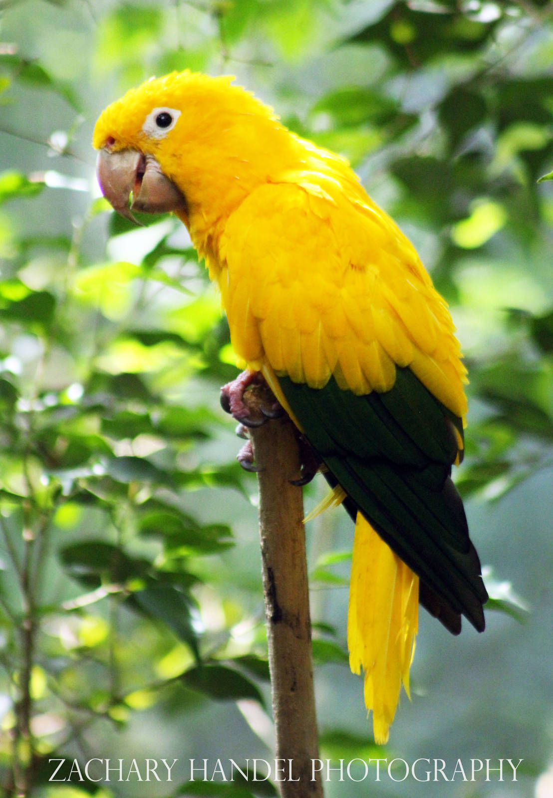 Sep. 2016 - Wings of the World - Golden Conure