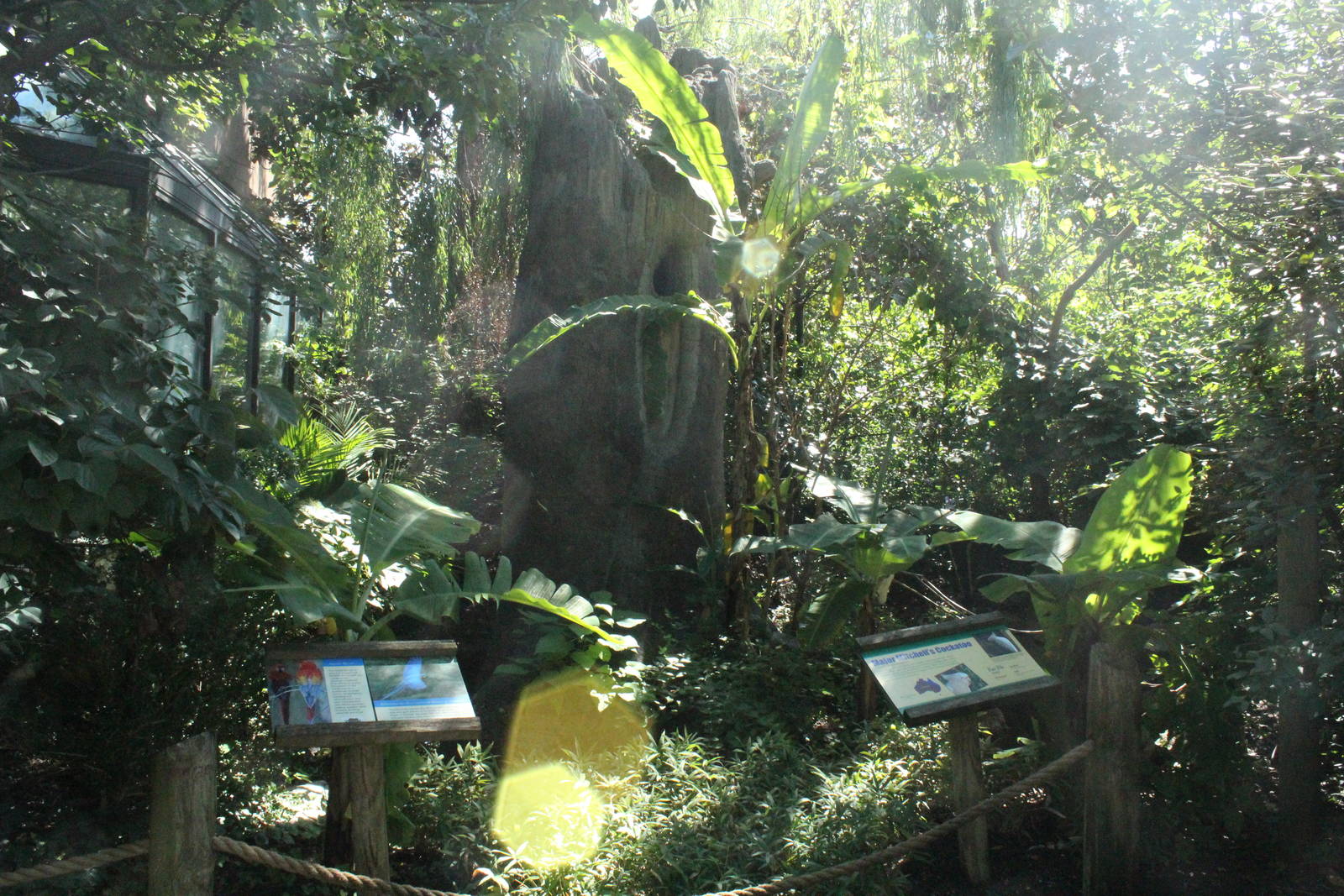 Sep. 2016 - Wings of the World - Major Mitchell's Cockatoo Island
