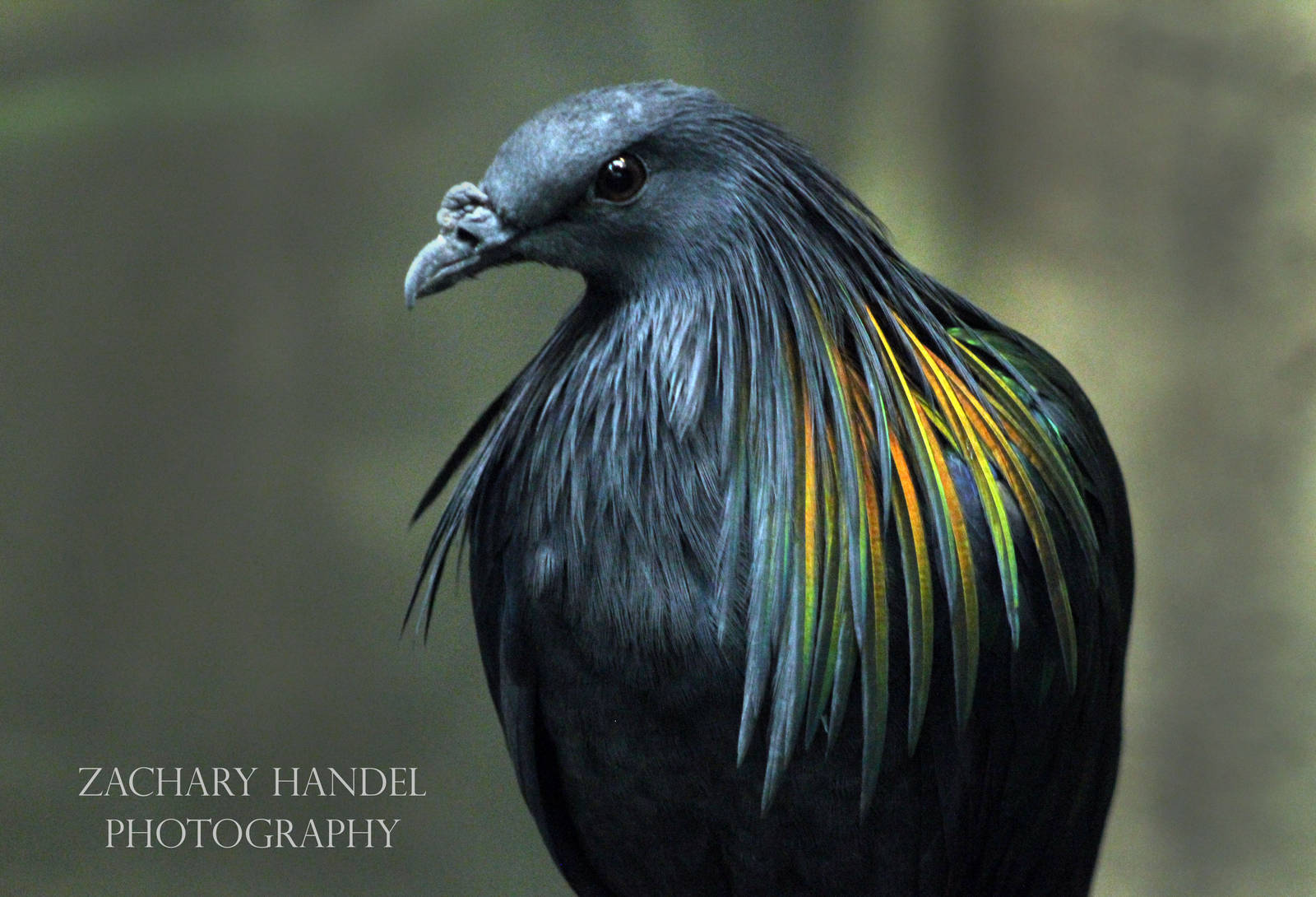 Sep. 2016 - Wings of the World - Nicobar Pigeon