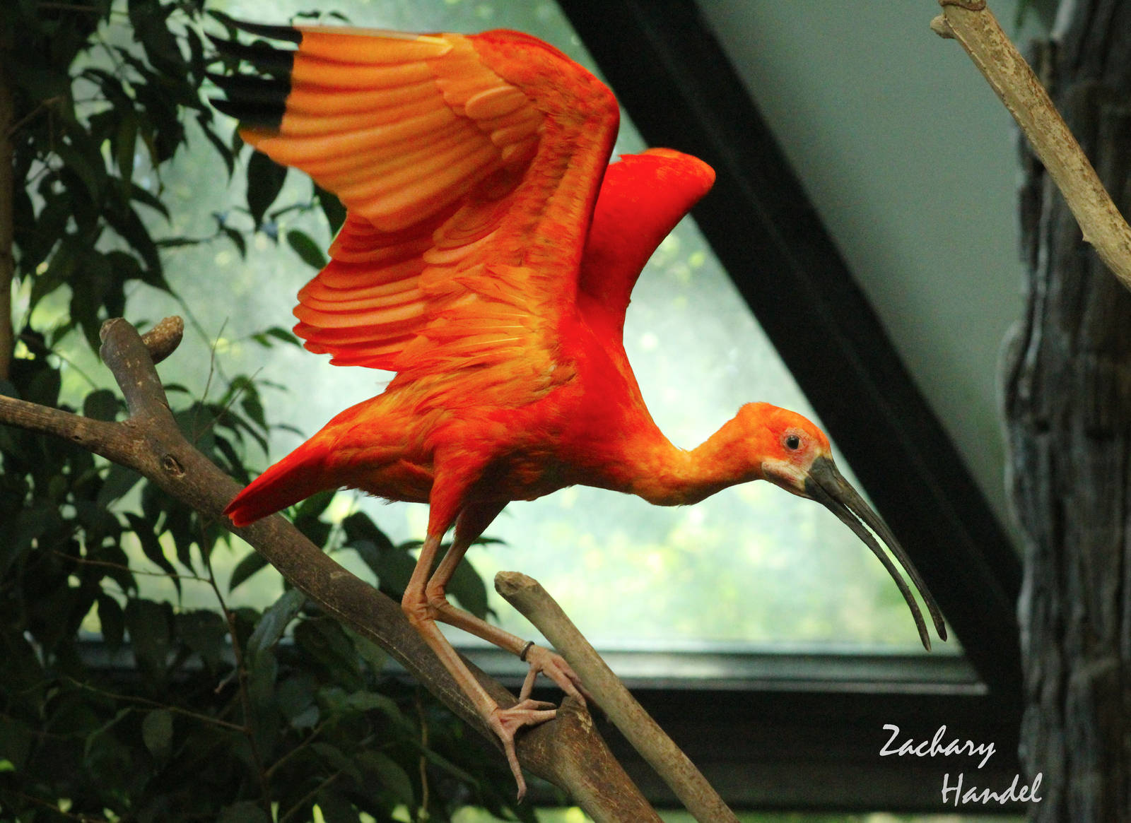 Sep. 2016 - Wings of the World - Scarlet Ibis