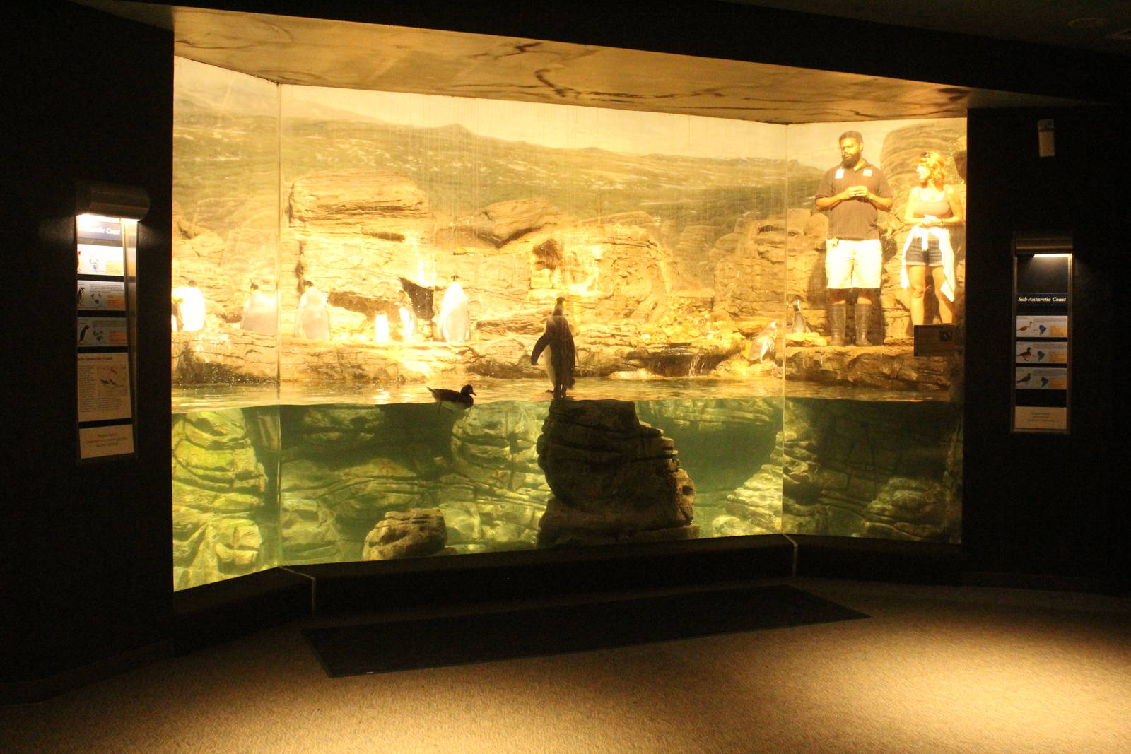 Sep. 2016 - Wings of the World - Sub-Antarctic Coast Exhibit (6 Species)