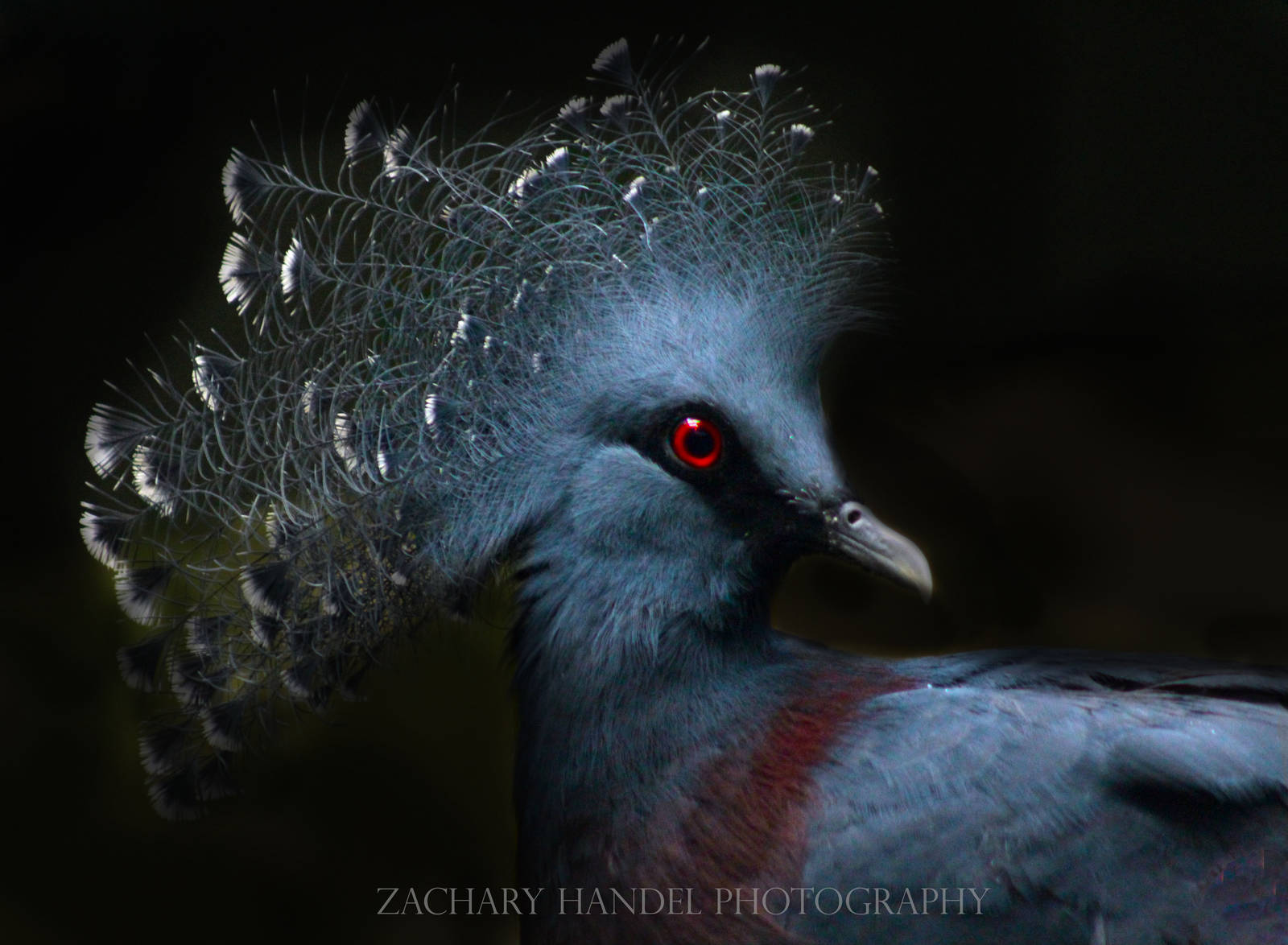 Sep. 2016 - Wings of the World - Victoria Crowned Pigeon