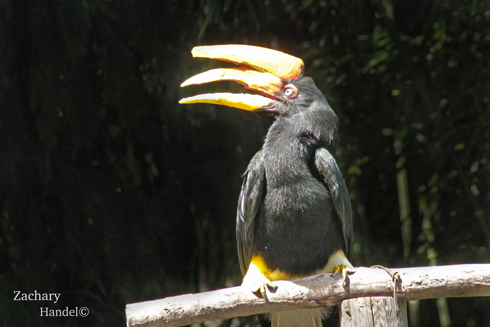 Sep. 2016 - Wings of Wonder - Rhinoceros Hornbill
