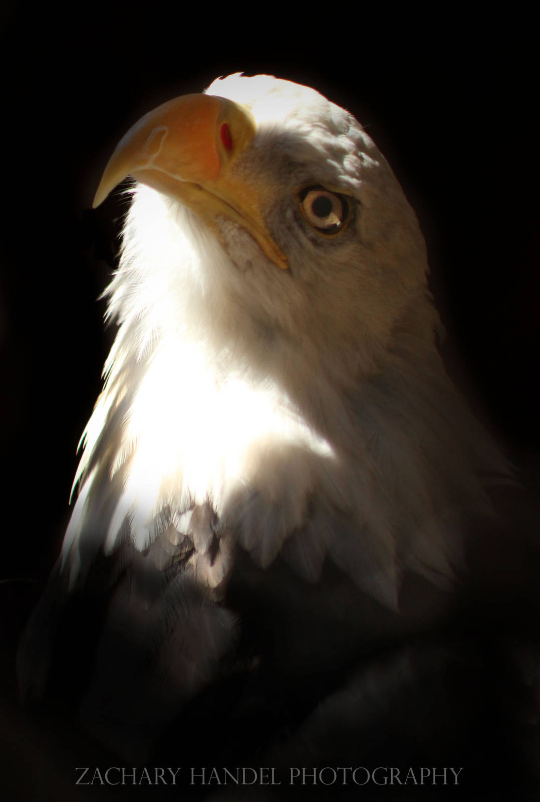 Sep. 2016 - Wings of Wonder - Sam