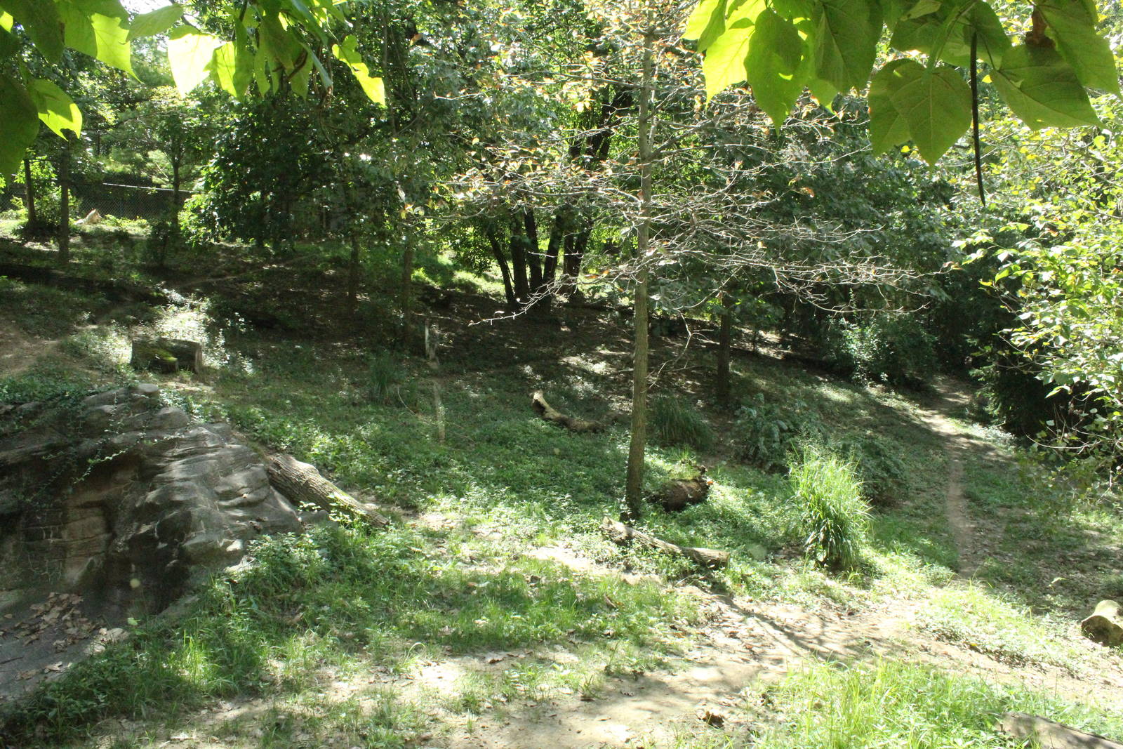 Sep. 2016 - Wolf Woods - Mexican Wolf Exhibit (Find the Wolf)