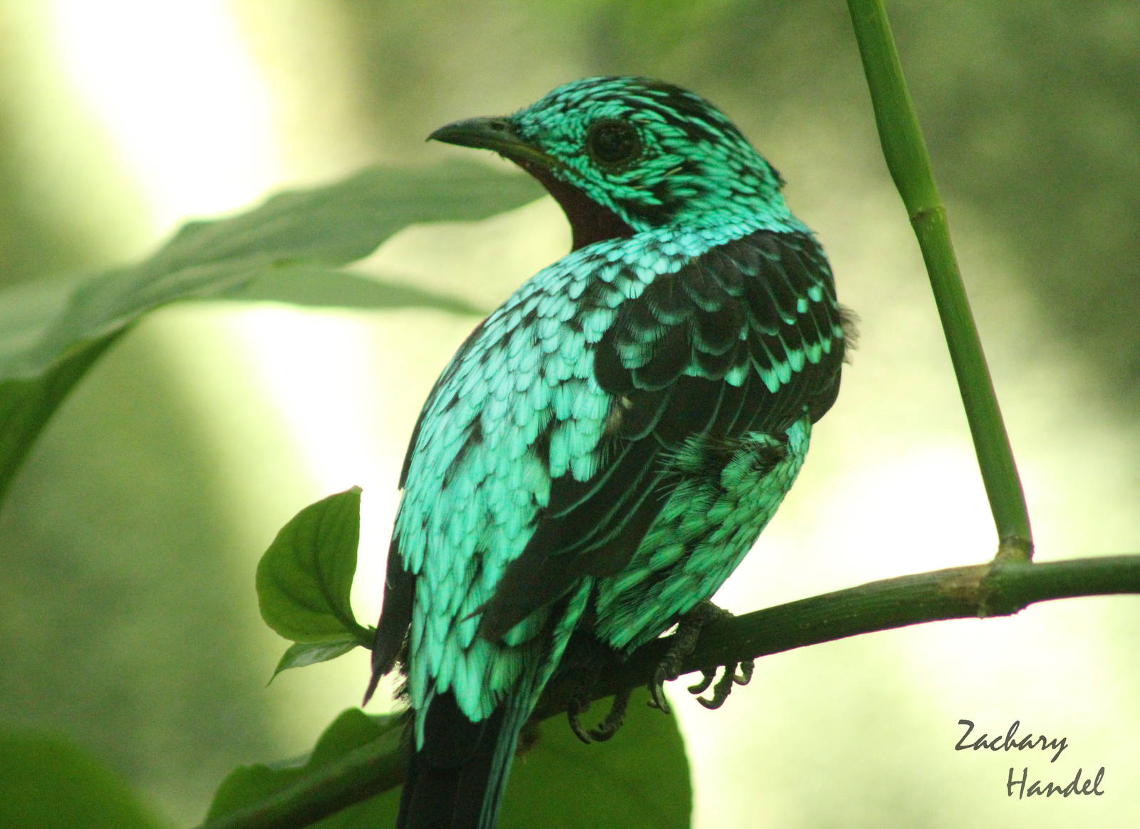 Sep. 2016 - World of the Insect - Spangled Cotinga