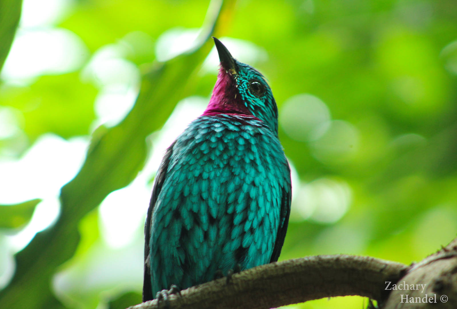 Sep. 2016 - World of the Insect - Spangled Cotinga