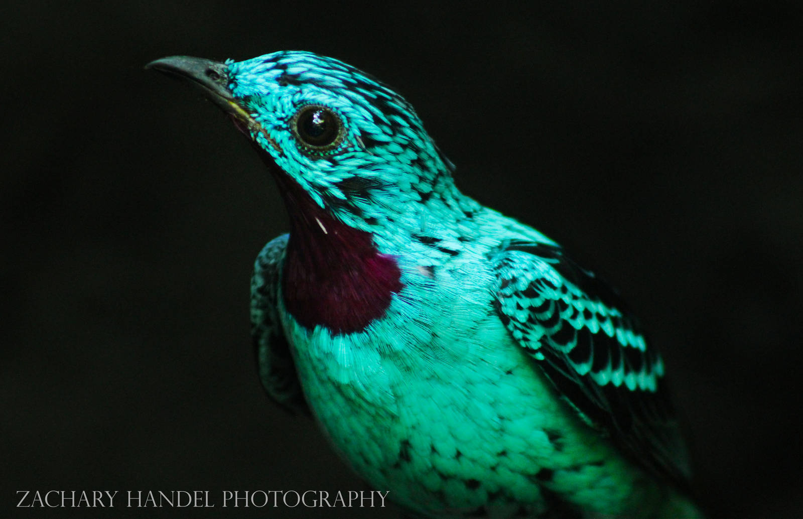 Sep. 2016 - World of the Insect - Spangled Cotinga