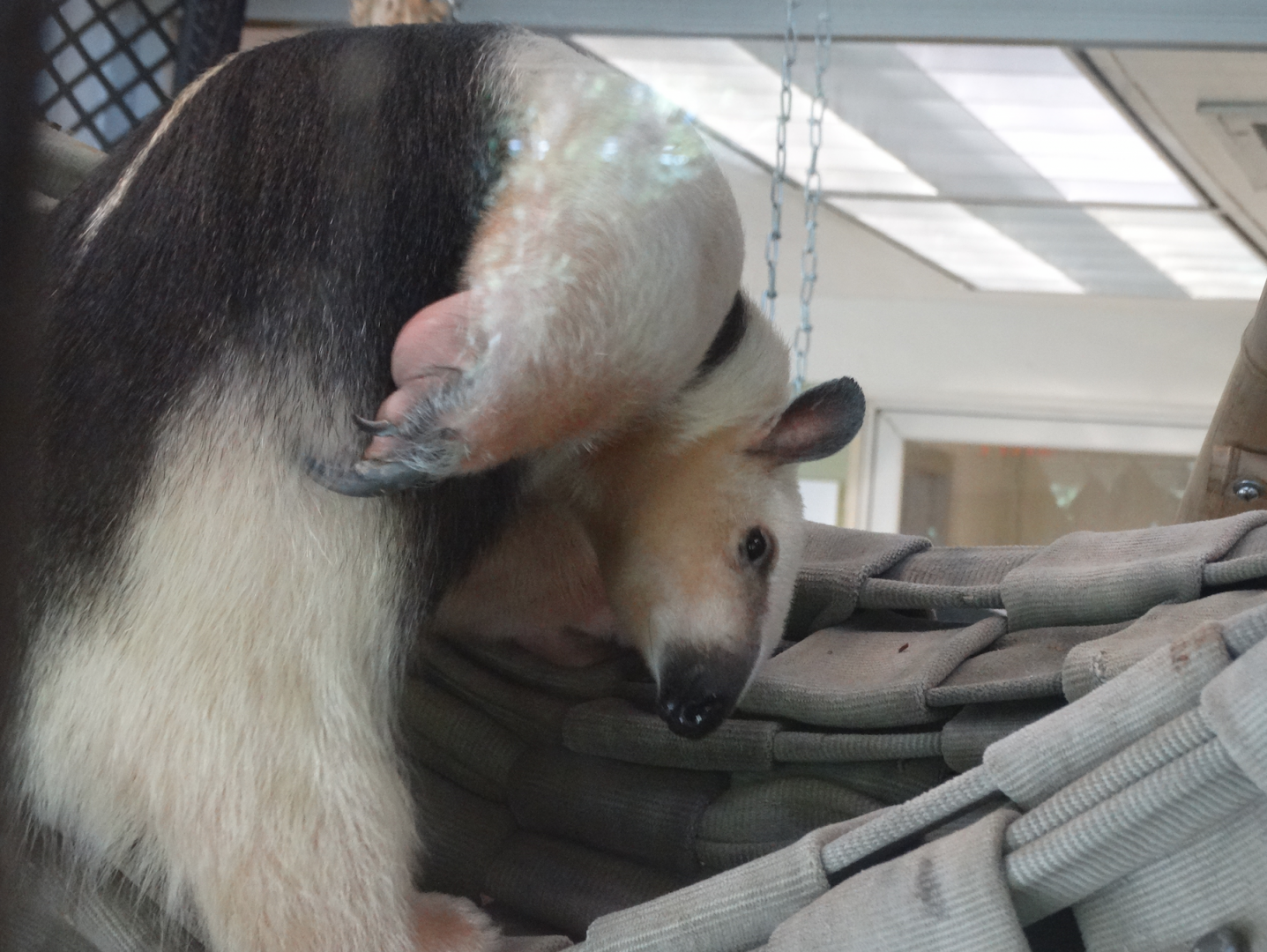 Sep. 2017 - Children's Zoo Animal Ambassador Center - Southern Tamandua