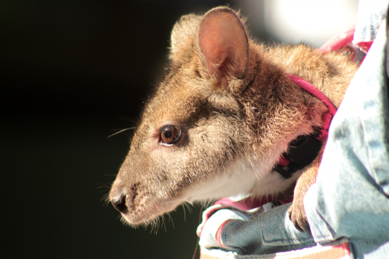 Sep. 2017 - Children's Zoo - Parma Wallaby