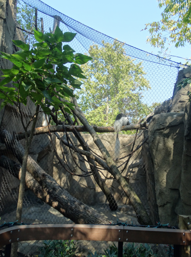 Sep. 2017 - Gorilla World - First Colobus Exhibit