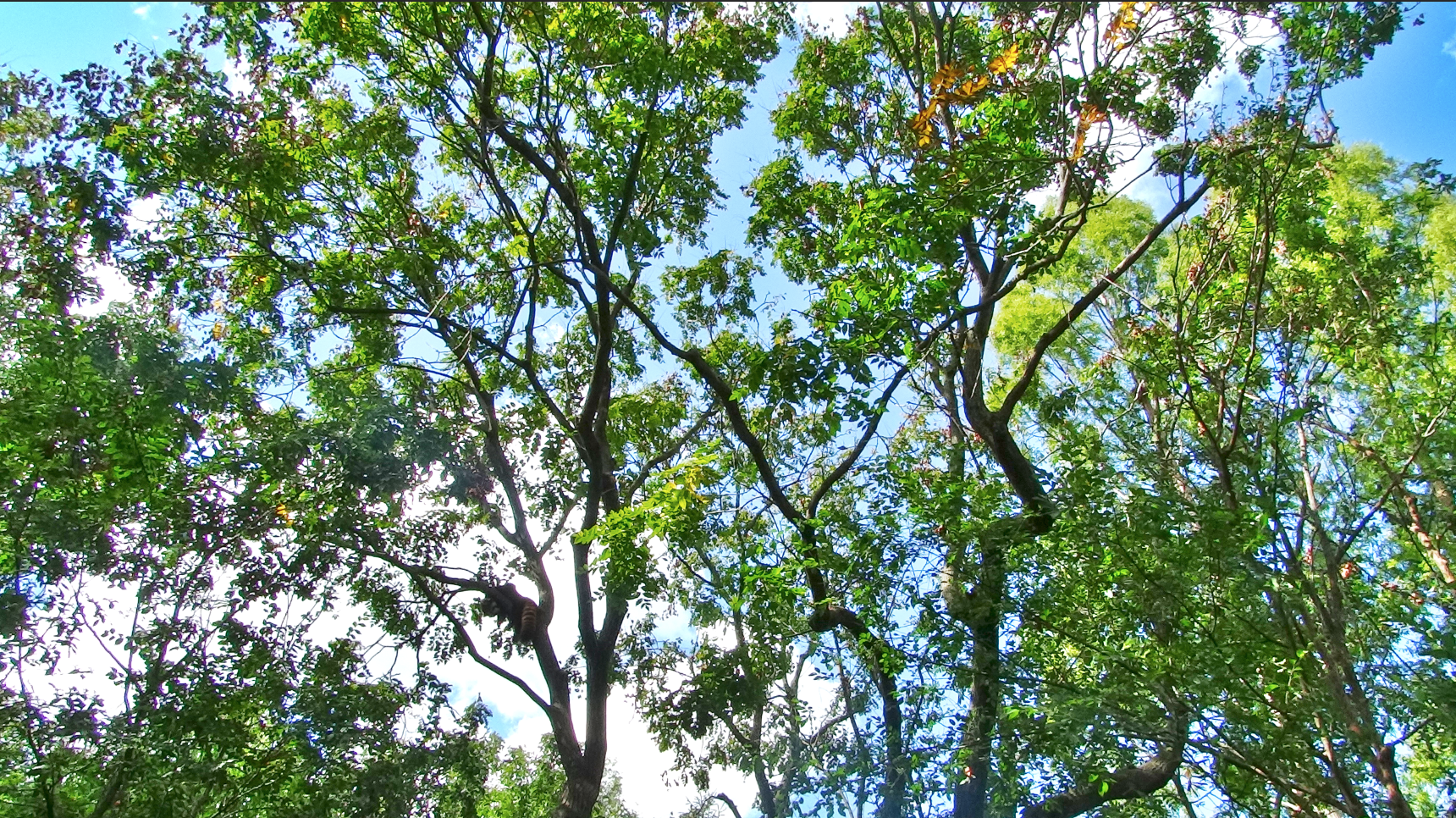 Sep. 2017 - Left Red Panda Exhibit (Find the Panda)