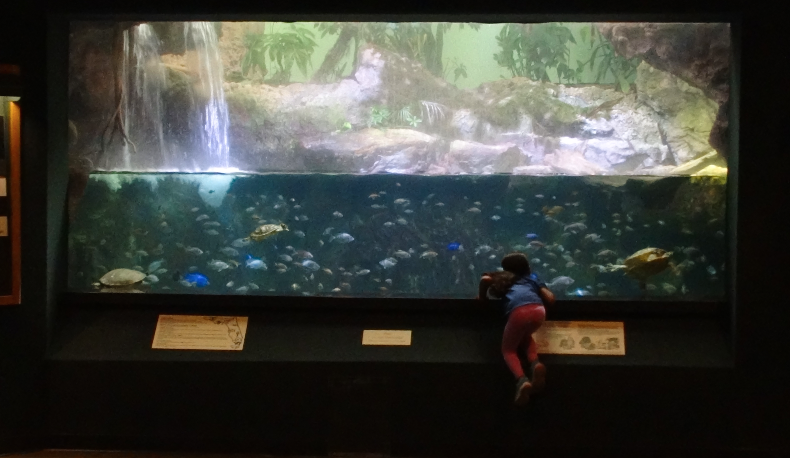 Sep. 2017 - Manatee Springs - Cichlid + Turtle Tank