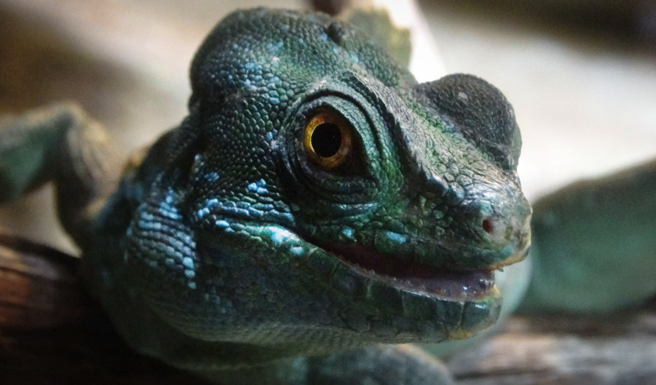 Sep. 2017 - Manatee Springs - Green Basilisk