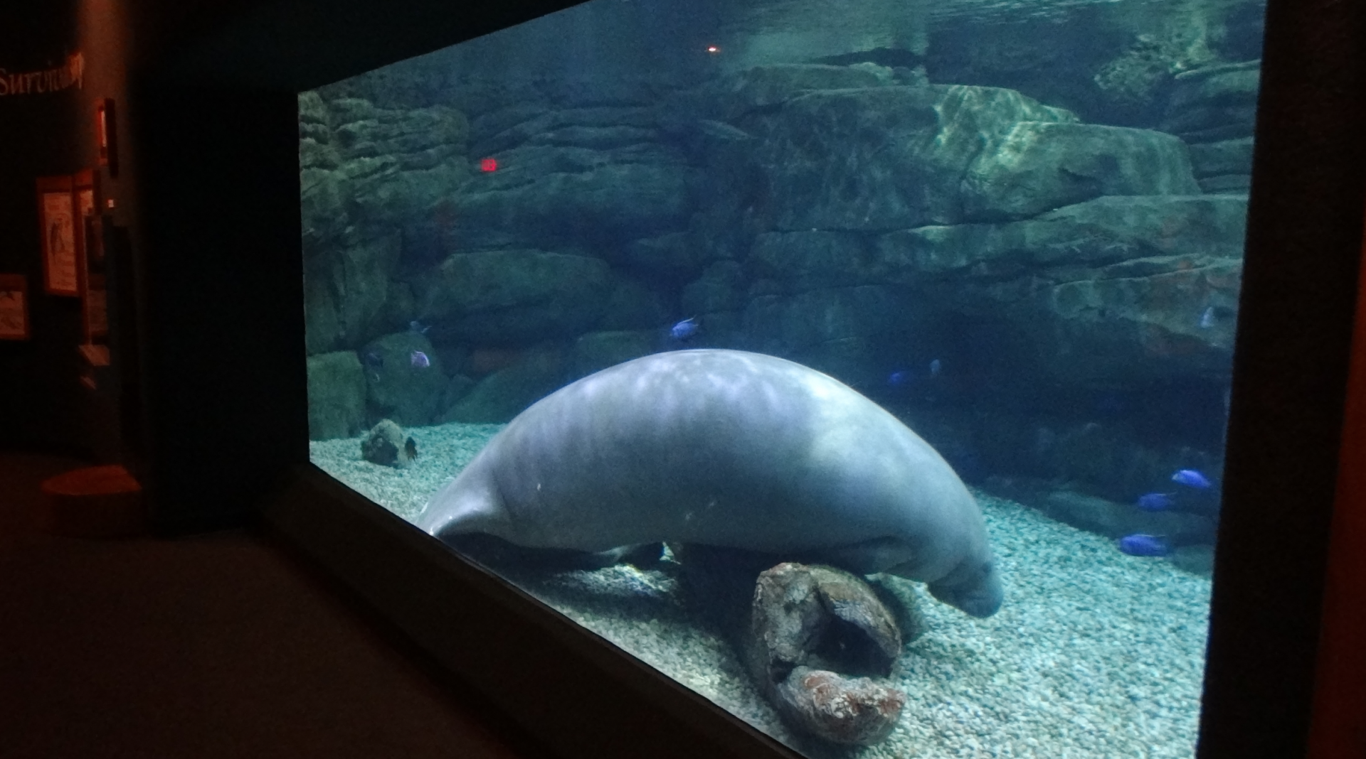 Sep. 2017 - Manatee Springs - Manatee Tank