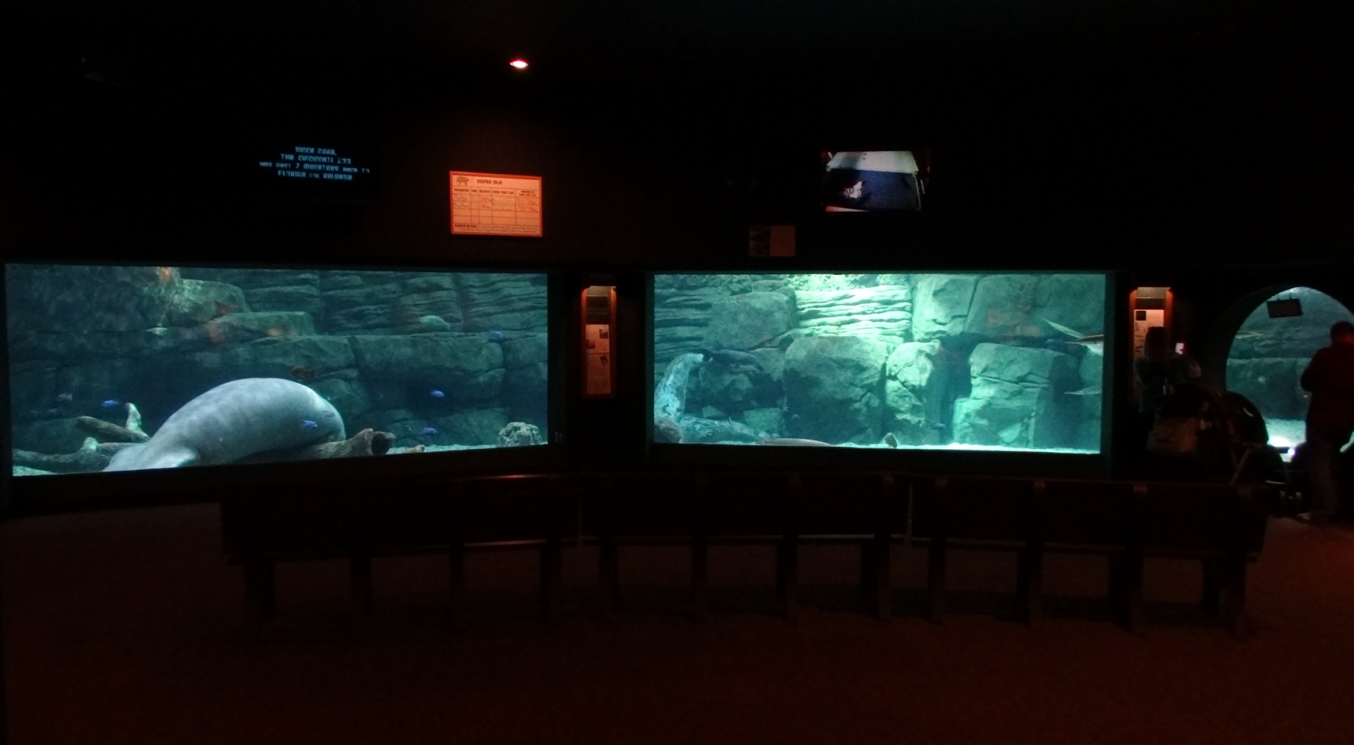 Sep. 2017 - Manatee Springs - Manatee Tank