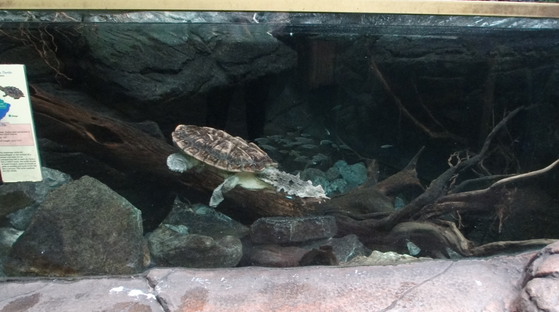 Sep. 2017 - Wings of the World - MataMata Tank