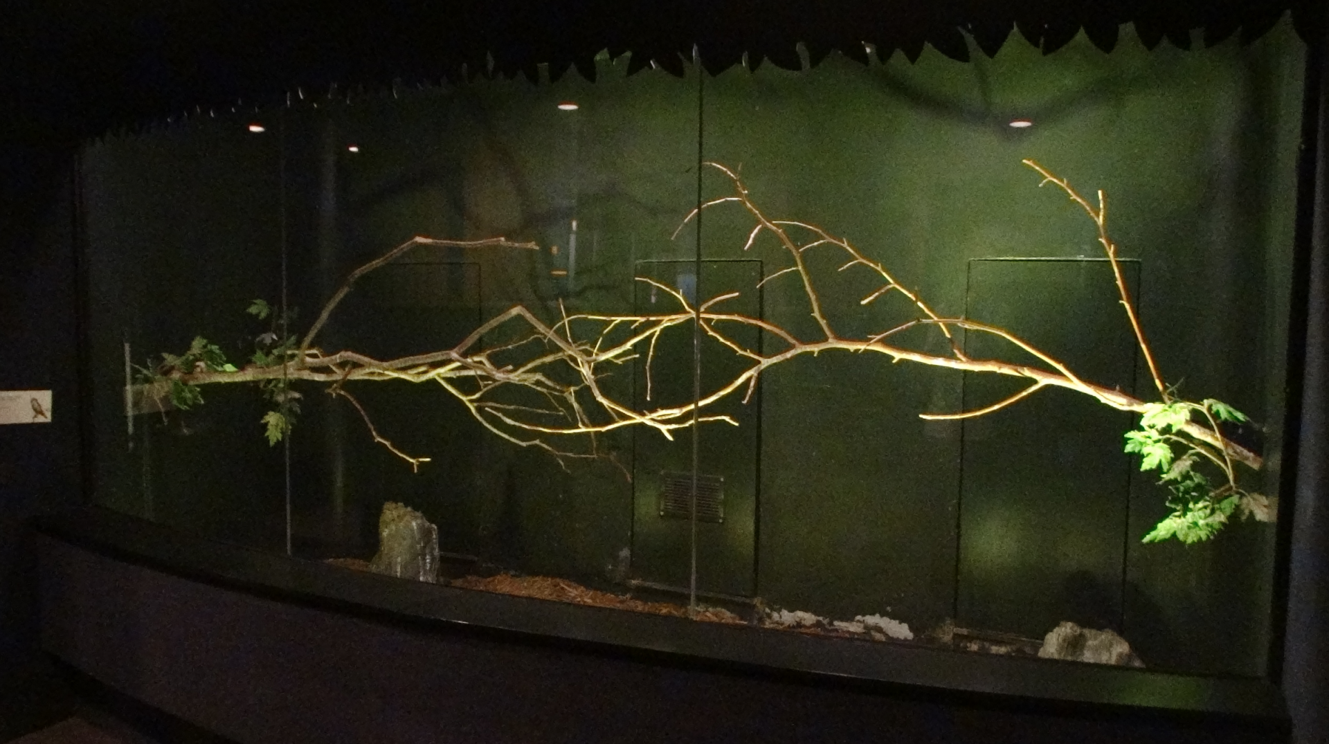 Sep. 2017 - Wings of the World - Pygmy Falcon Exhibit