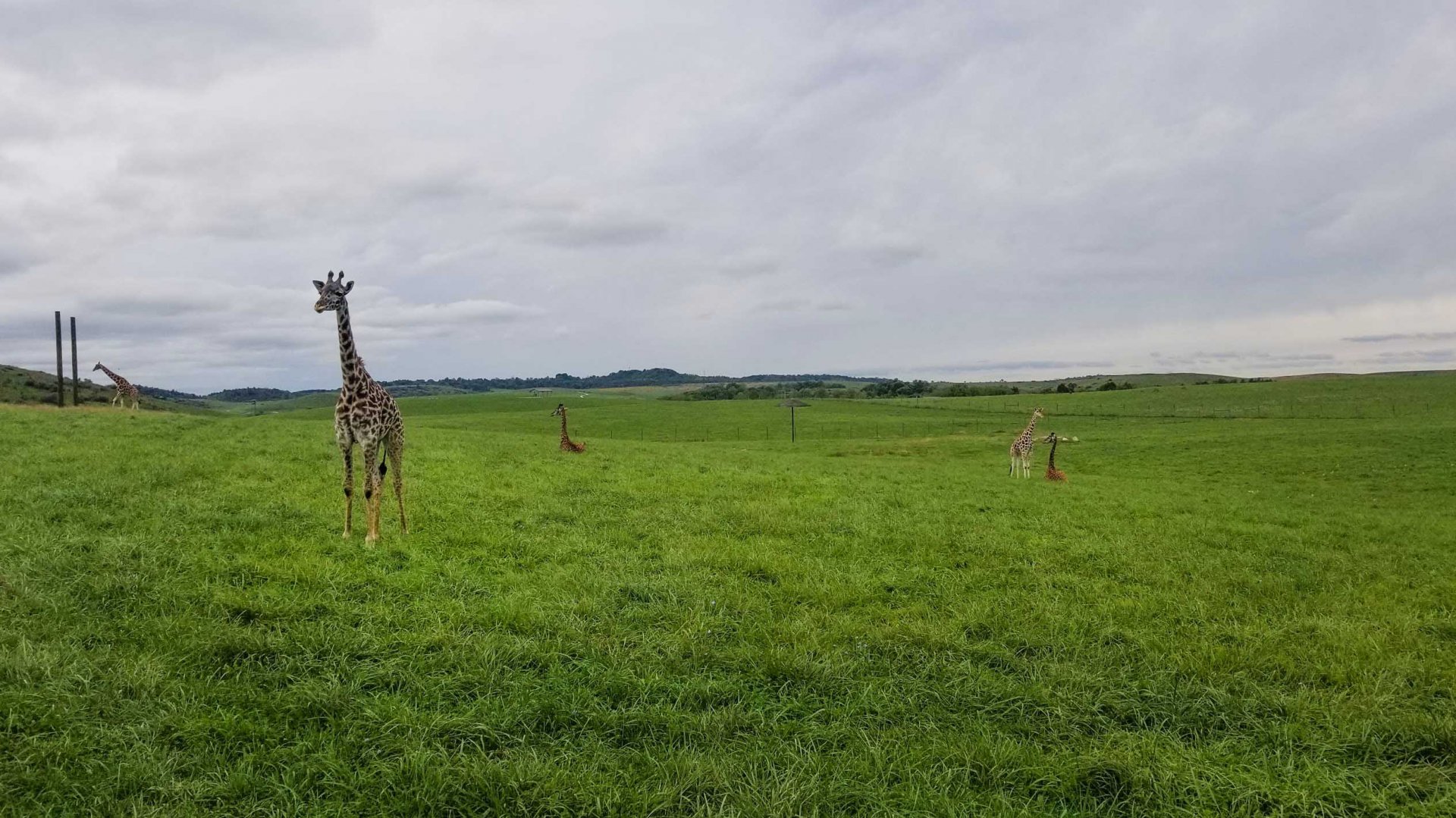 Sep. 2018 - 35 Acre Reticulated + Masai Giraffe Exhibit