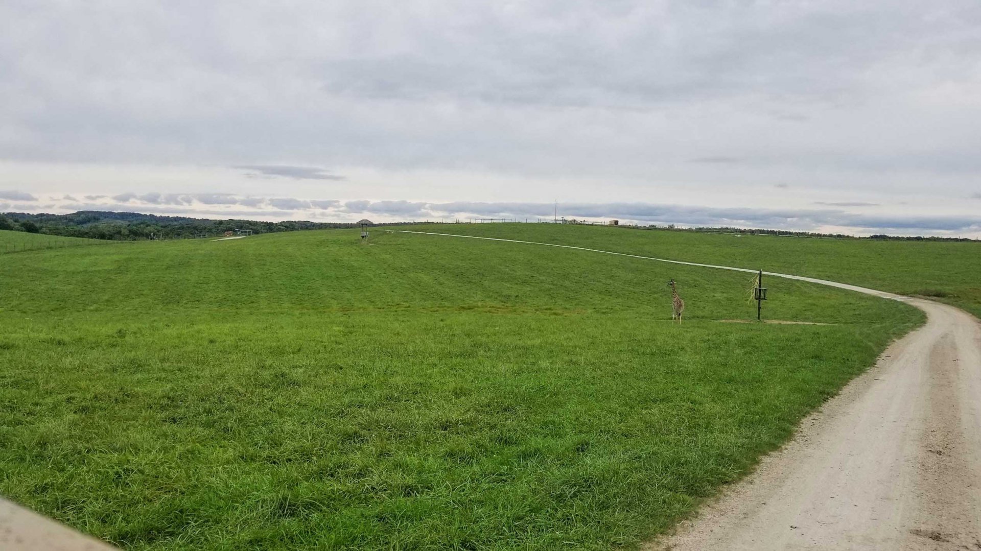 Sep. 2018 - 35 Acre Reticulated/Masai Giraffe + Fringe-eared Oryx Exhibit