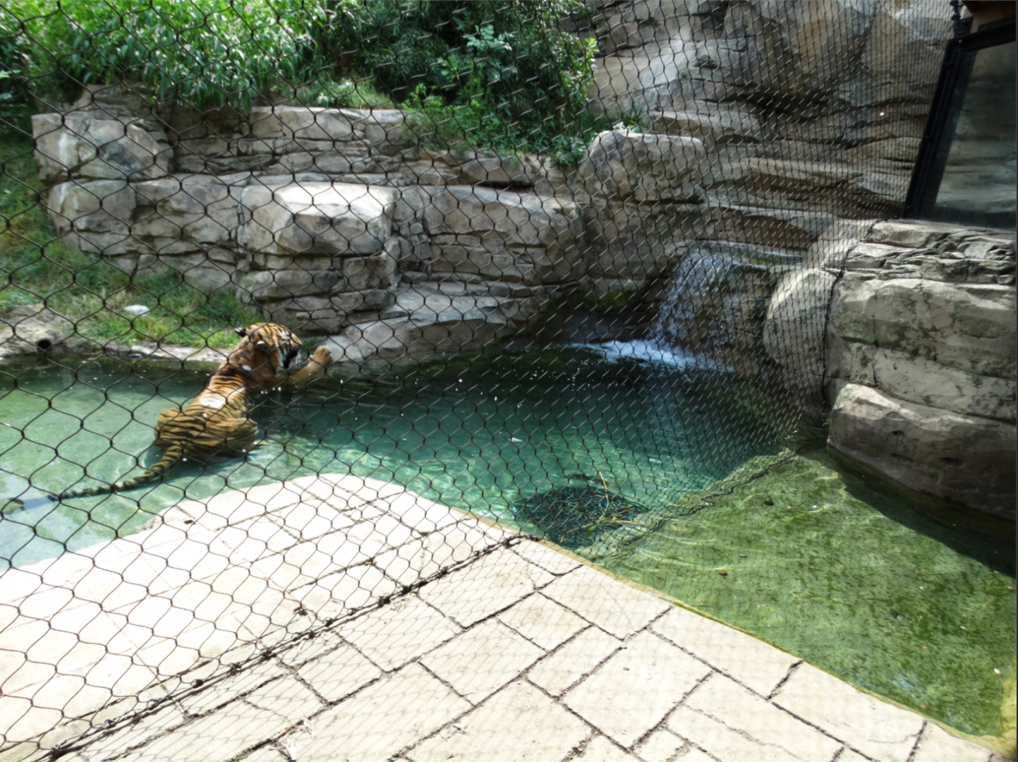 Sep. 2018 - Asian Trek - First Malayan Tiger Exhibit - Pool Viewing