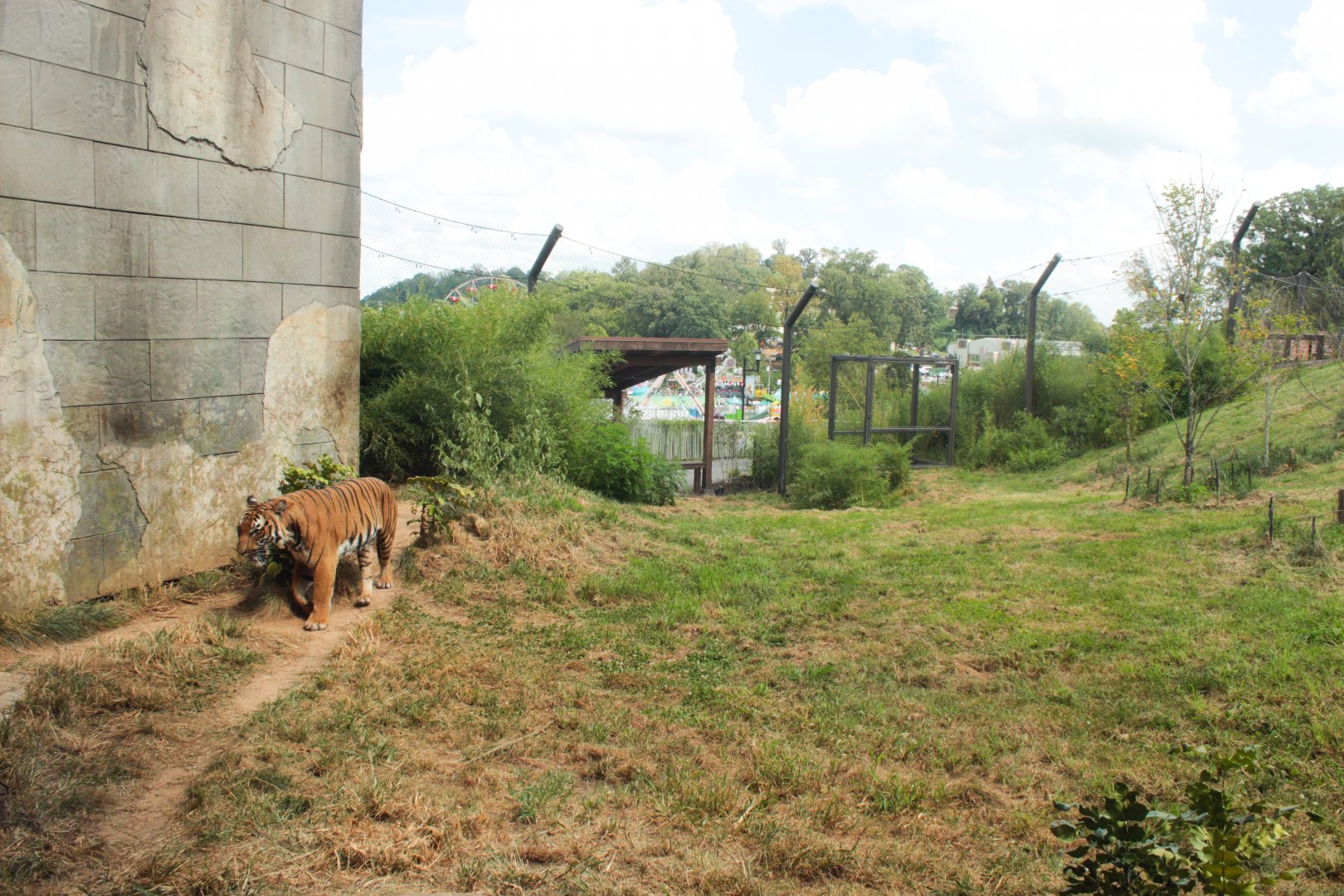 Sep. 2018 - Asian Trek - First Malayan Tiger Exhibit