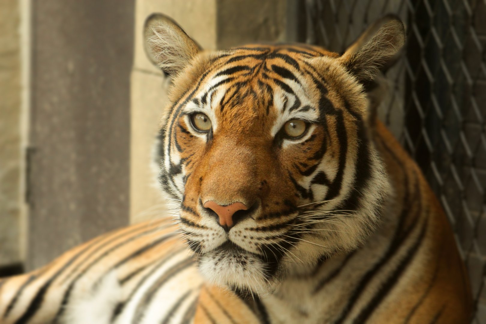 Sep. 2018 - Asian Trek - Malayan Tiger