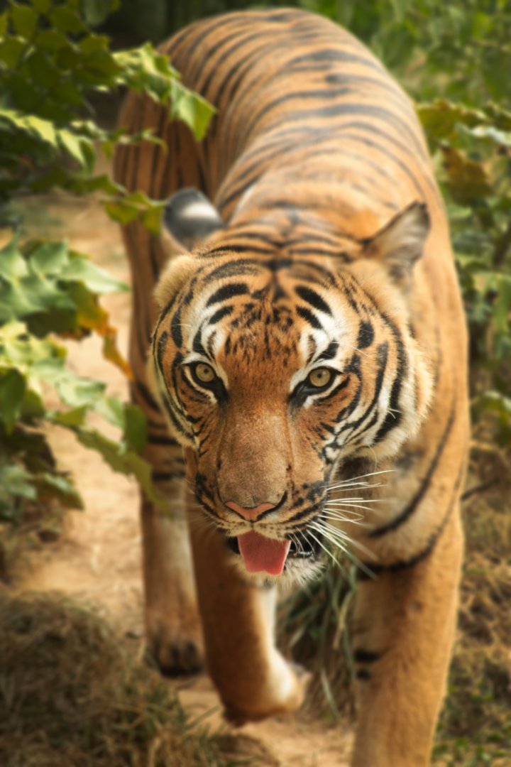 Sep. 2018 - Asian Trek - Malayan Tiger