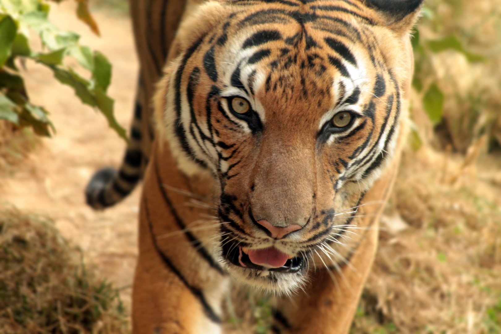Sep. 2018 - Asian Trek - Malayan Tiger