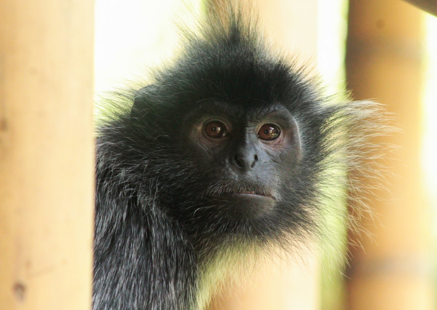 Sep. 2018 - Asian Trek - Silvered Leaf Langur