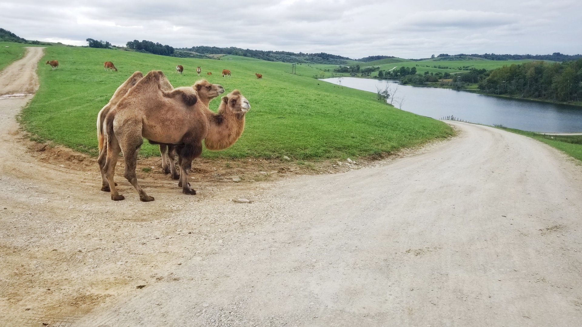 Sep. 2018 - First Pasture (11 Species)