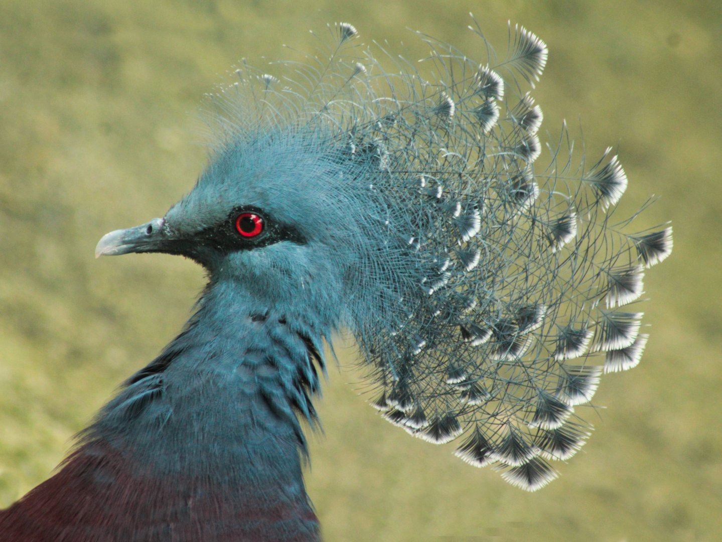 Sep. 2018 - Free Flight Aviary - Victoria Crowned Pigeon