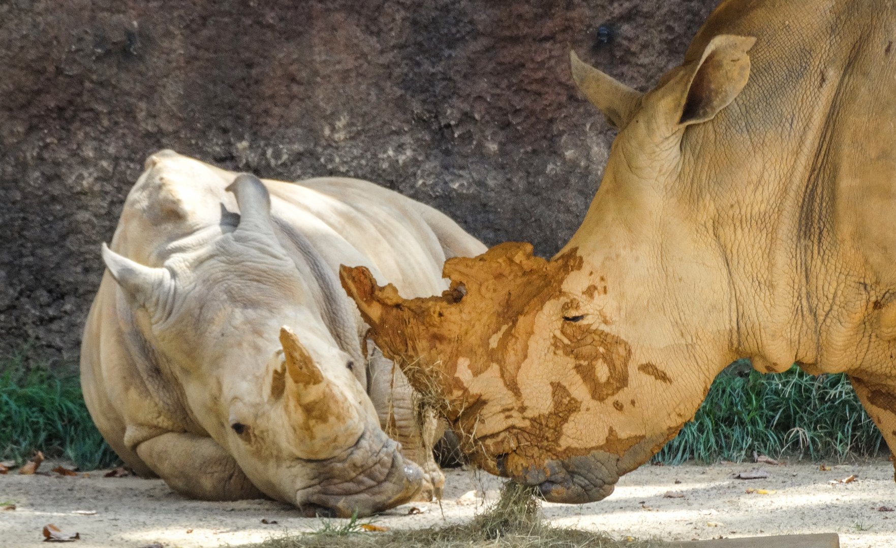 Sep. 2018 - Grasslands Africa - Dolly & Polly