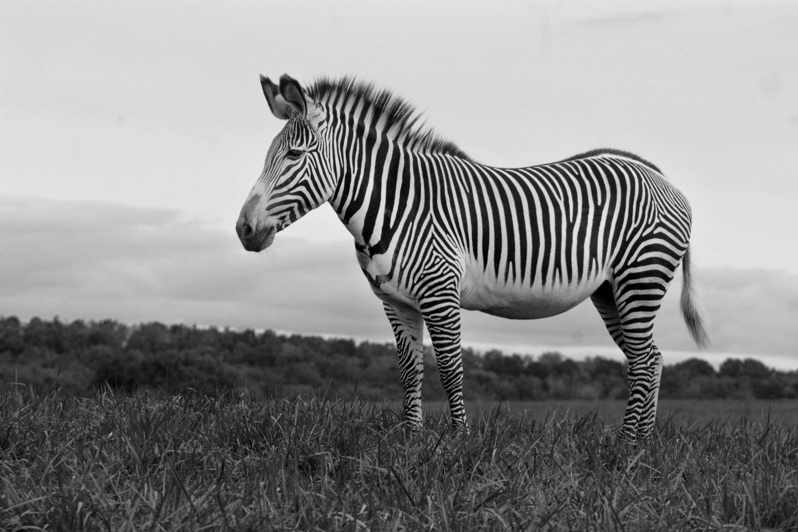 Sep. 2018 - Grevy's Zebra