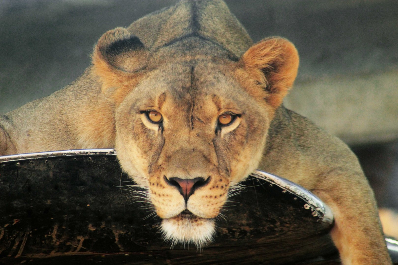 Sep. 2018 - Heart of Africa - Lioness (On the Wing of a Plane)