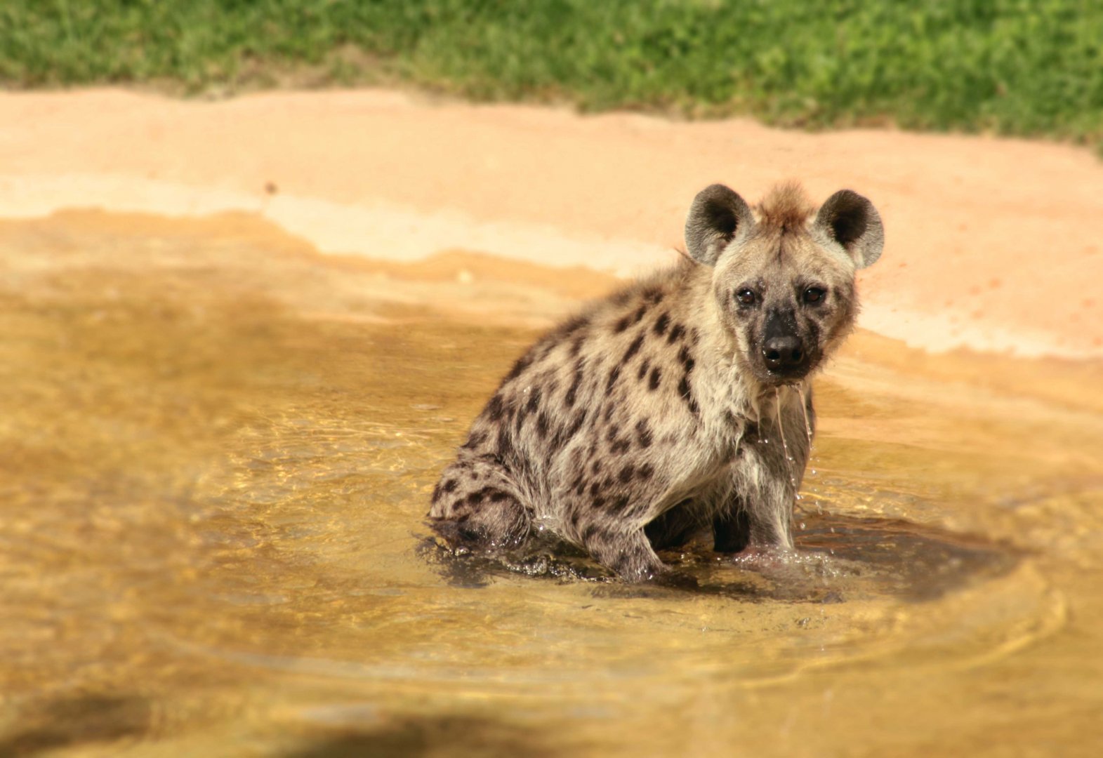 Sep. 2018 - Heart of Africa - Spotted Hyena