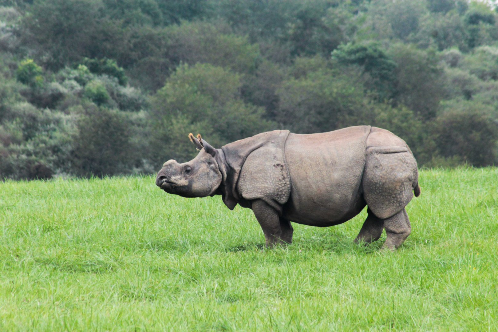 Sep. 2018 - Indian Rhinoceros