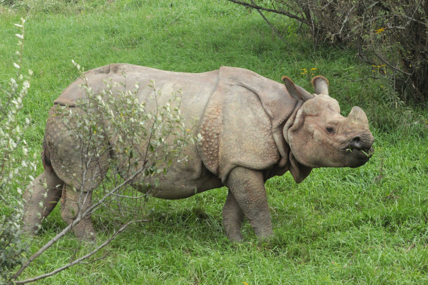 Sep. 2018 - Indian Rhinoceros