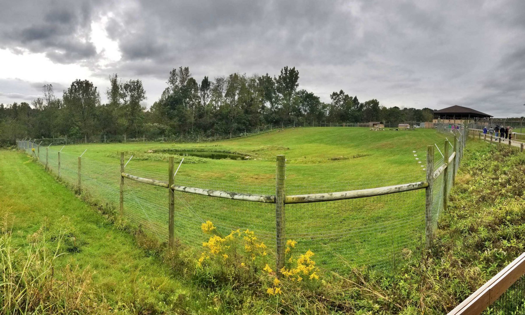 Sep. 2018 - Mid-Sized Carnivore Conservation Center - 1.6 Acre Painted Dog Exhibit