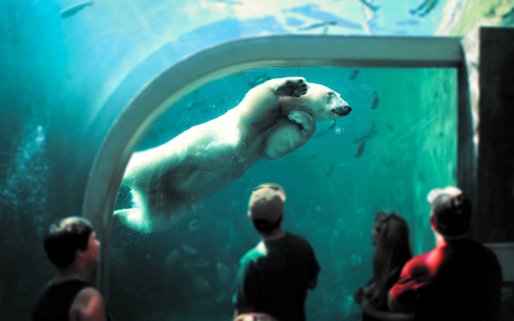 Sep. 2018 - Polar Frontier - Polar Bear Underwater View