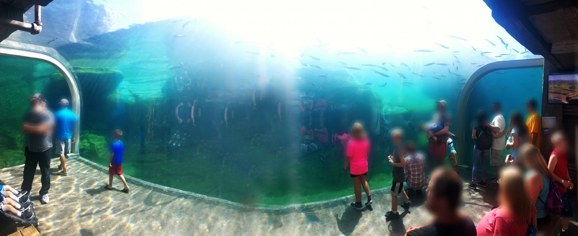 Sep. 2018 - Polar Frontier - Polar Bear Underwater Viewing Panorama